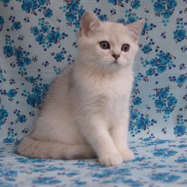 Британский серебристый котенок в Ростове-на-Дону фото 4