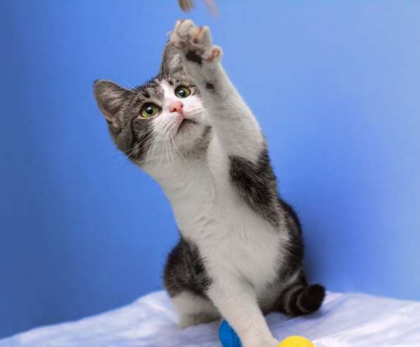 Котенок в добрые руки. Тошка-добрая душа в Москве фото 14