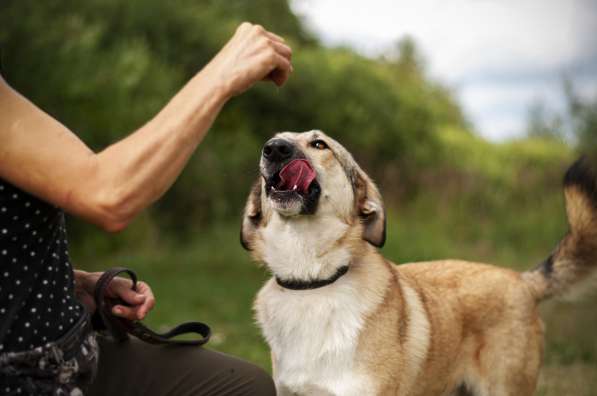 Филимон — дружелюбный пес в добрые руки! в Москве фото 3