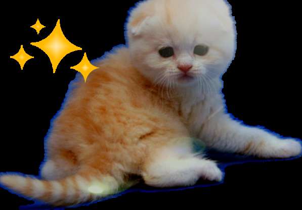 Котёнок в Москве фото 9