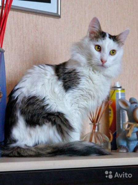 Добрейший молодой домашний котик Кирюша в дар в Москве
