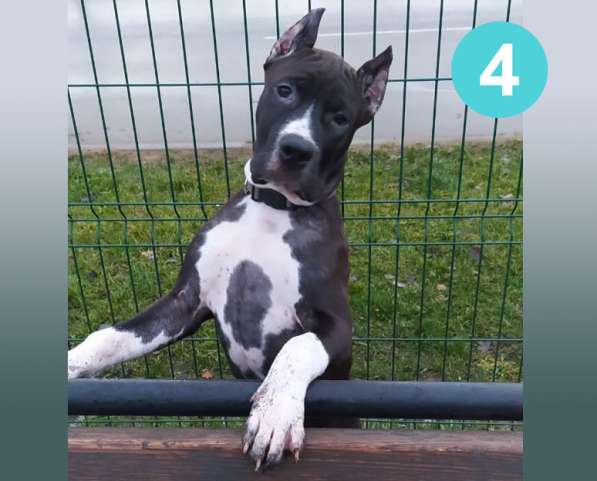 Щенки амстаффа в Москве фото 24