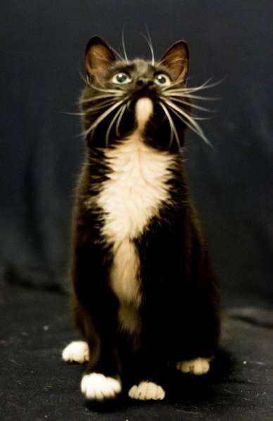 Феликс – очарование классики! в Москве фото 3