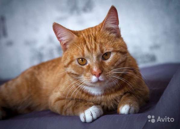 Ласковое солнышко Марсель, молодой домашний котик в Москве фото 3