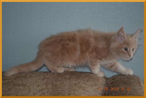 Великолепные котята мейн-кун из питомника в Волгограде фото 248