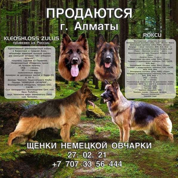 Щенки Немецкой Овчарки в фото 14
