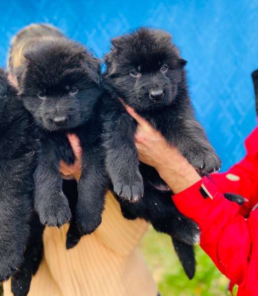 Щенки немецкой овчарки от титулованных родителей в 