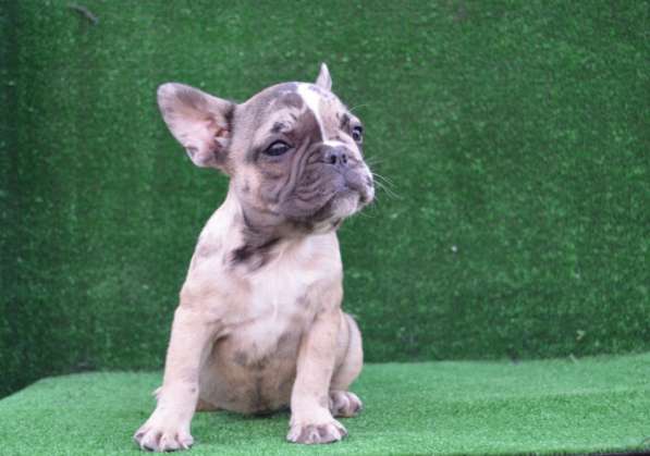 Французский бульдог. Girls. Fawn merle в
