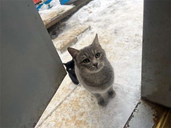 Очень красивые котята срочно ищут дом в Москве фото 3