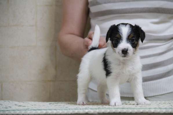 Щенки джек рассел терьера в Реутове фото 6