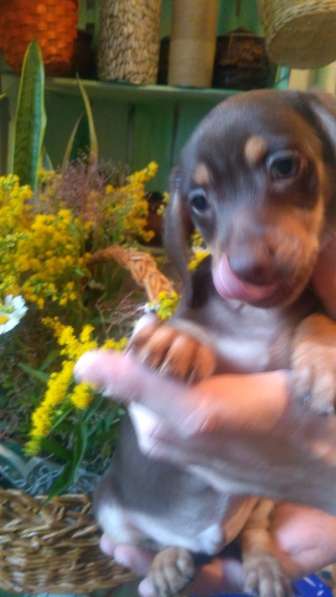 Щенки таксы миниатюрной в Твери фото 14