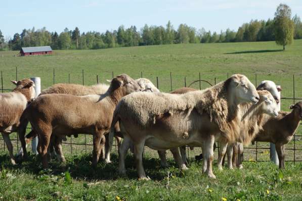 Племенные овцы породы Катумская (Скот из Европы) в Красноярске