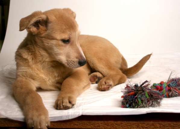 3 щенка метиса в добрые руки в Москве фото 8