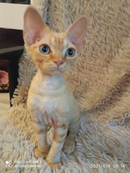 Девон Рекс Мальчики в Москве фото 5