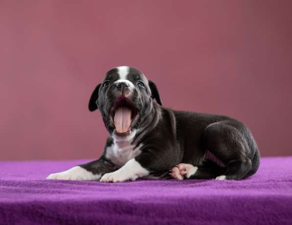 Девочка АмСтафф ищет самую лучшую семью в Санкт-Петербурге фото 11