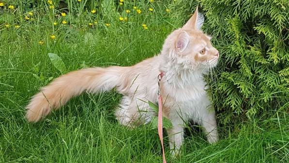 Продаётся красная девочка мейн-кун в Санкт-Петербурге фото 29