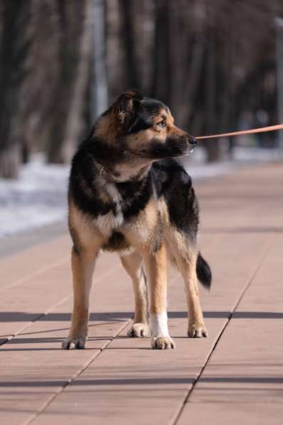 Арчи - умный пёс с непростой судьбой в добрые руки! в Москве фото 4