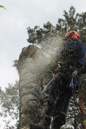 Спилить удалить дерево в Раменском, Раменском районе в Раменское фото 3