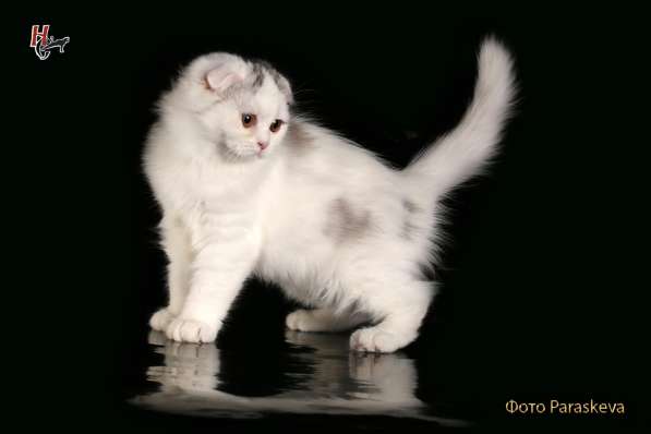 Котенок - счастье в дом