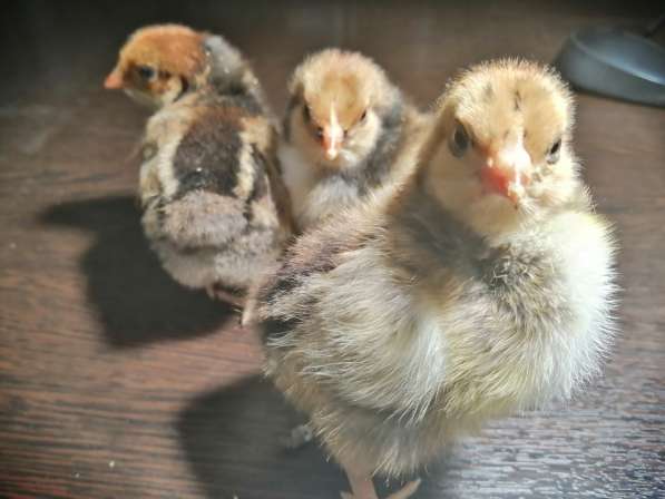 Цыплята мясо-яичные подросшие в Самаре фото 3