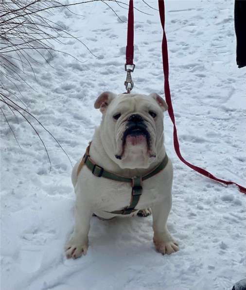 Английский бульдог Бароша ищет семью в Москве фото 6