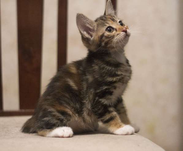 Котята с отличной родословной в Омске фото 12