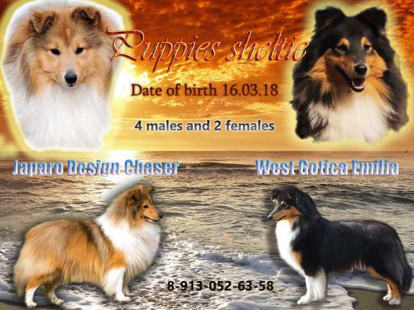 Щенки Шелти в Абакане фото 5