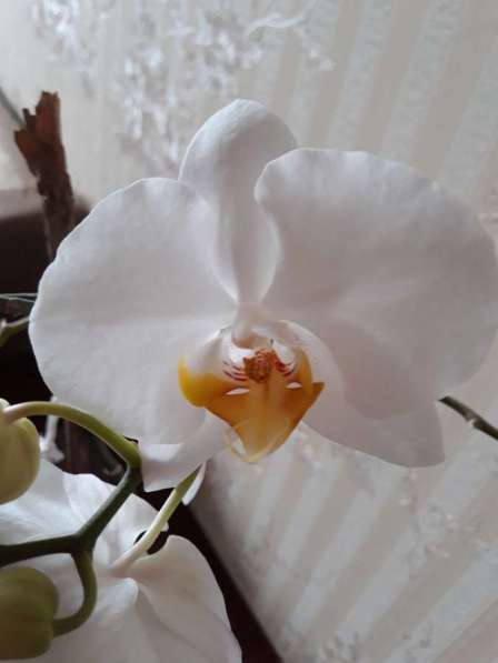 Орхидея фаленопсис в Москве фото 3