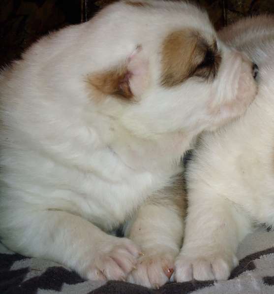 Щенки АЛАБАЯ в Барнауле фото 11