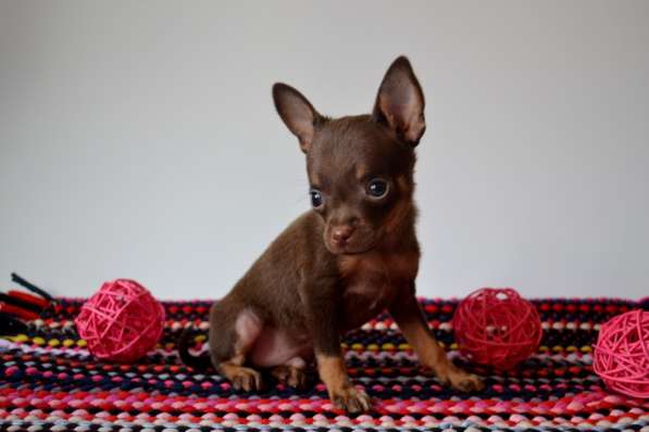 Щенки Той терьера питомник РКФ Москва в Москве фото 3