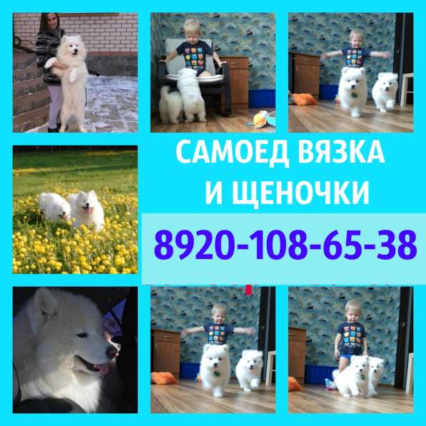 Самоеды вязка и щенки на продажу в Переславле-Залесском