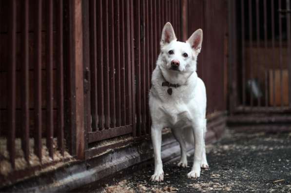 Пломбир ищет свою семью в Москве фото 20