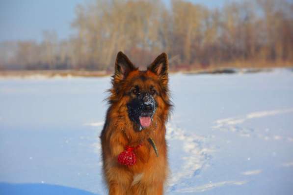 Продам щенков Д/Ш немецкой овчарки в Абакане фото 18