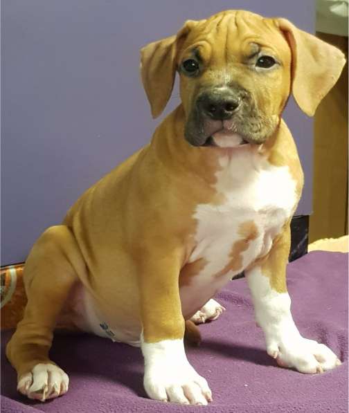 Стаффордширский терьер МАЛЬЧИК в Москве фото 3