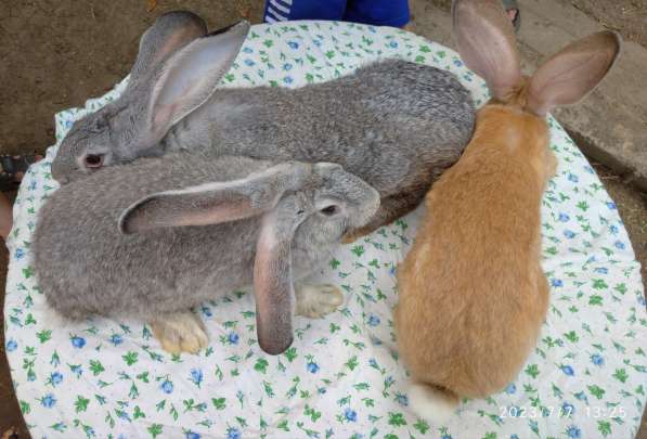 Кролики для разведения в фото 7
