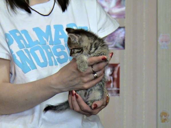 Шотландские котята в Копейске фото 11