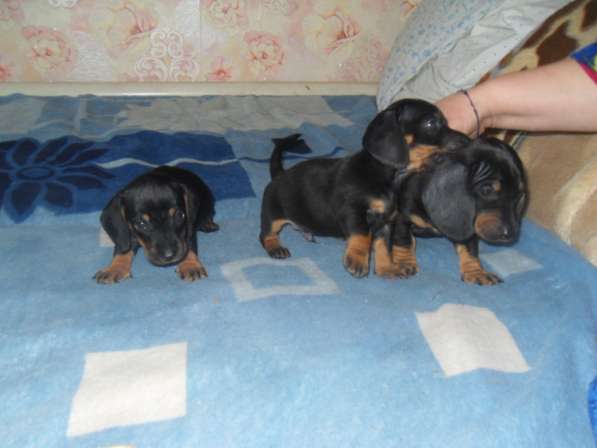 Породистые щенки карликовой таксы в Саратове фото 12