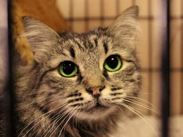 Застенчивая Полетта в поисках своего дома в Москве