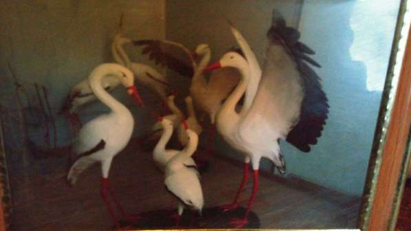 Скульптура на заказ животных в Санкт-Петербурге фото 9