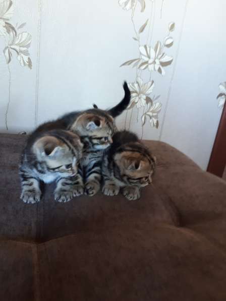 Шотларские котята в Челябинске фото 3