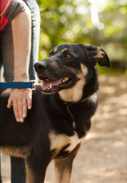 Молодой и нежный Блэк ищет семью в Москве фото 13