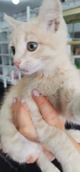 Персикового котенка отдадим в добрые заботливые руки