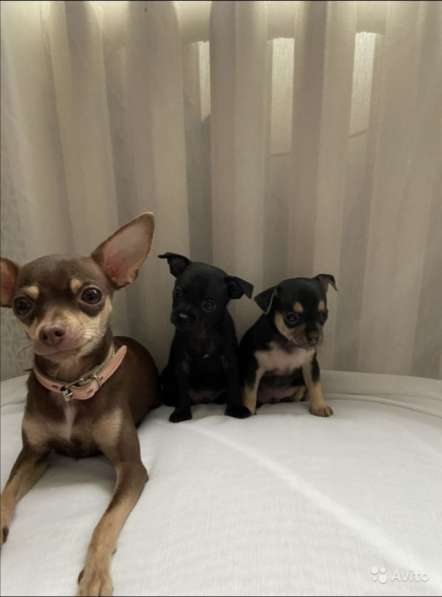 Русский той - терьер в Москве фото 4