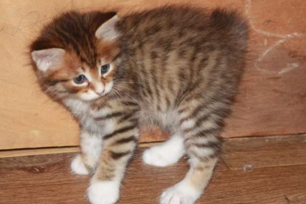 Курильский бобтейл - котята золотого окраса в Краснодаре фото 20