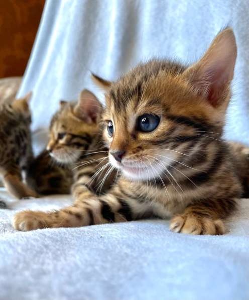 Бенгальские котята в Ростове-на-Дону фото 24