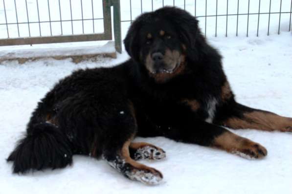 Тибетский мастиф - лучший страж на территории в Москве фото 151