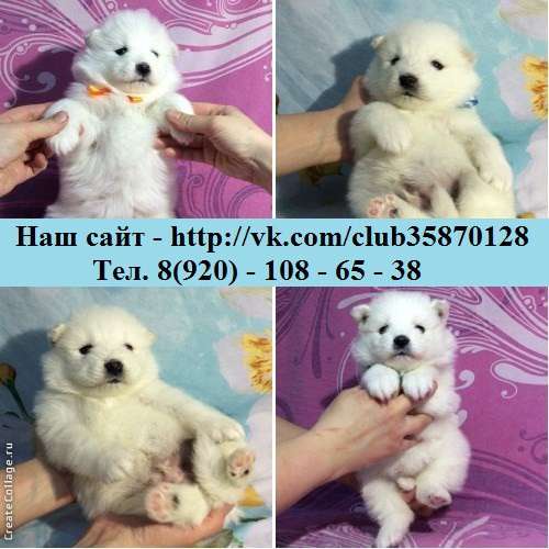 Щеночки самоедики