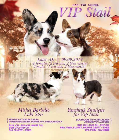 Щенок вельш корги кардигана мальчик в Москве фото 11