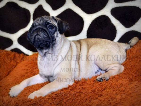 Щенки мопса в Самаре, РКФ в Самаре фото 7
