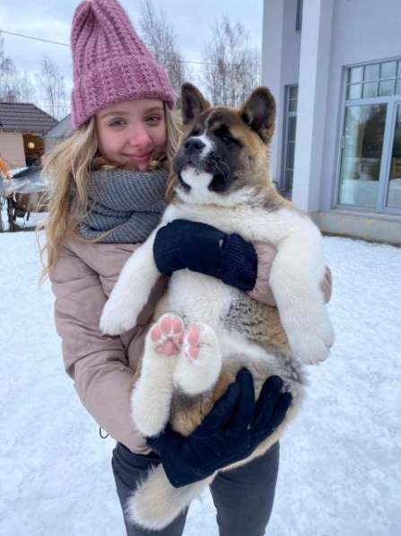 Щенки Американской акиты в Санкт-Петербурге фото 22